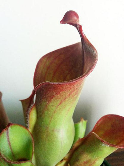 Heliamphora heterodoxa x minor - Sun Pitcher