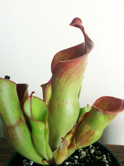 Heliamphora heterodoxa x minor - Sun Pitcher