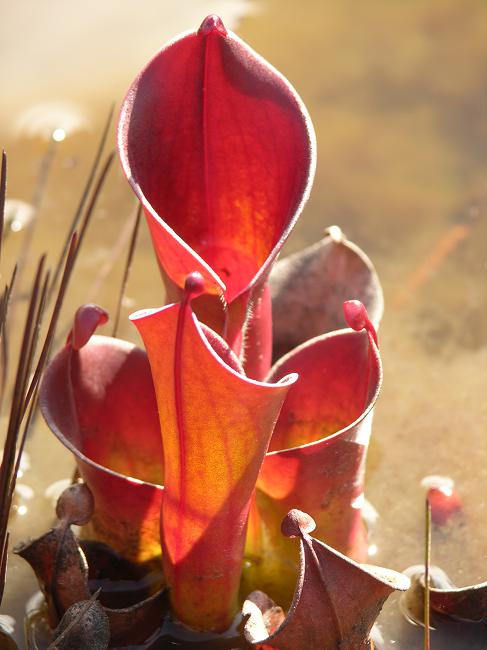 Heliamphora minor - BE-3250 - Lesser Sun Pitcher
