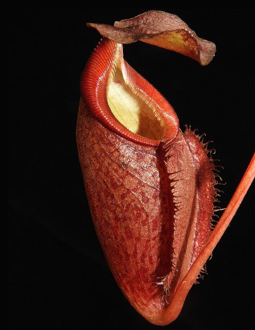Nepenthes gymnamphora - BE-3908 - Intermediate Tropical Pitcher Plant