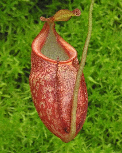 Nepenthes gymnamphora - BE-3908 - Intermediate Tropical Pitcher Plant