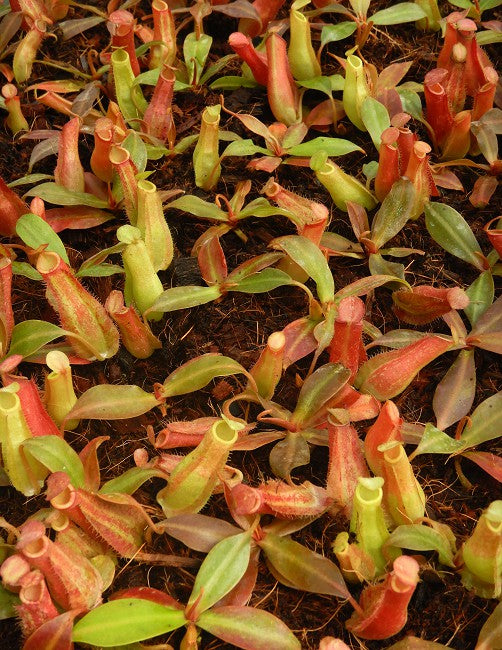 Nepenthes ampullaria x reinwardtiana - BE-3938 - Lowland Tropical Pitcher Plant