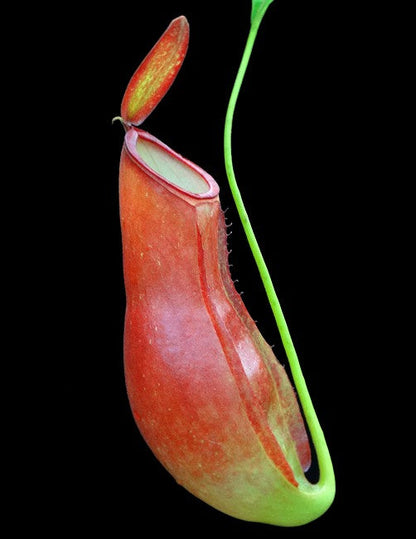 Nepenthes ampullaria x reinwardtiana - BE-3938 - Lowland Tropical Pitcher Plant