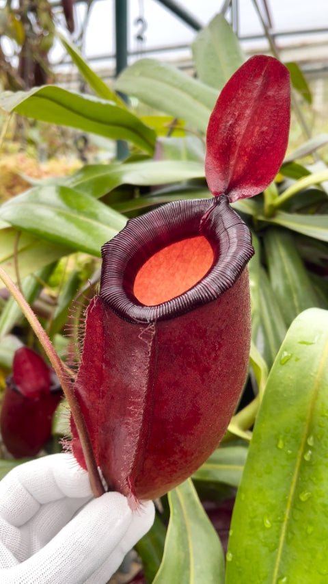 Nepenthes 'Dark Secret' - Lowland Tropical Pitcher Plant
