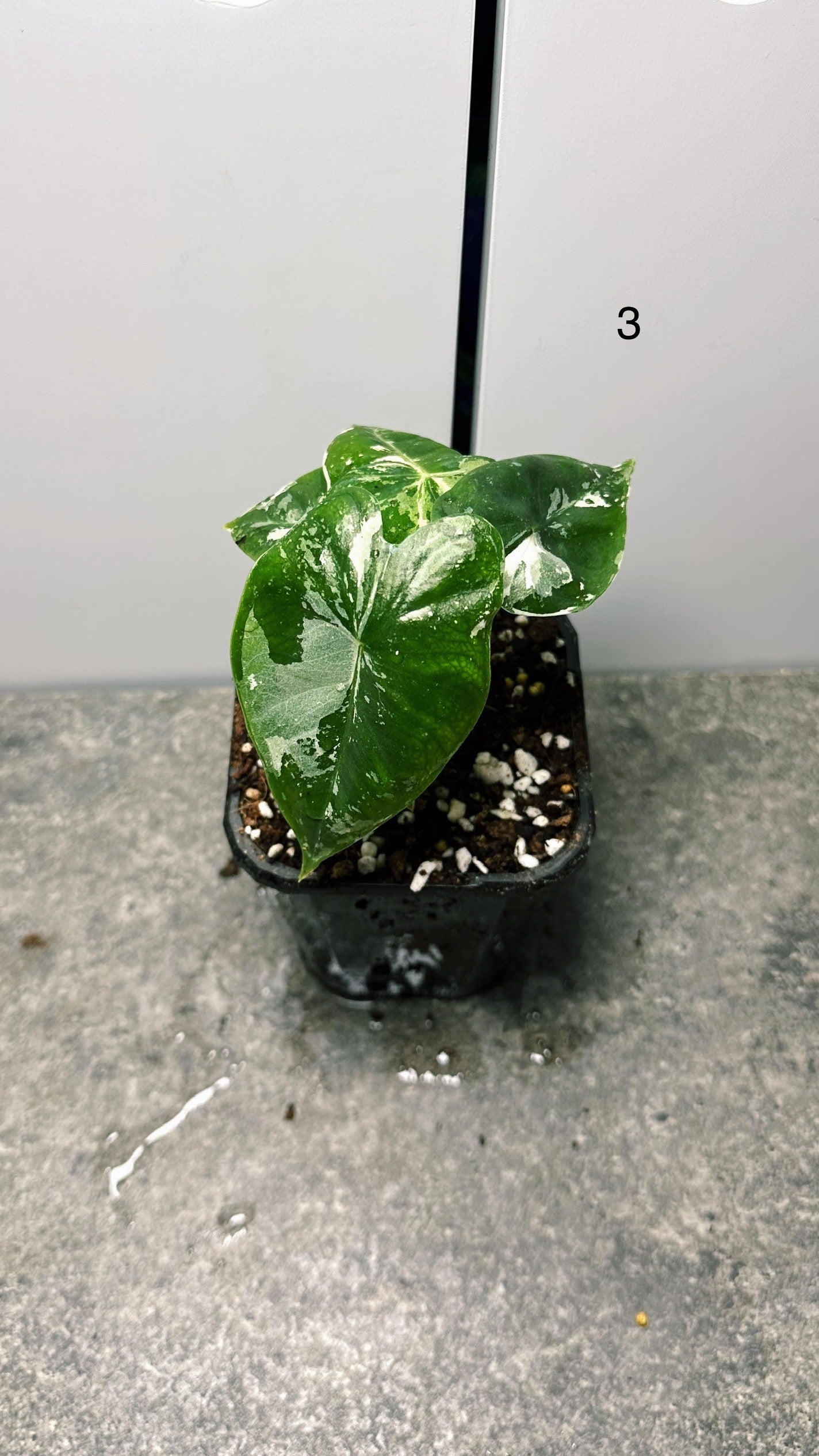 Alocasia Frydek Variegated