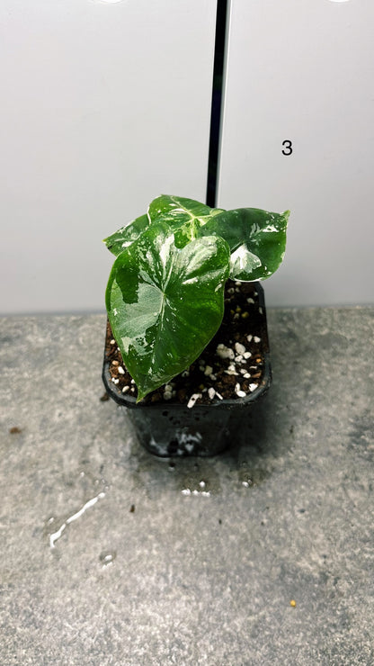 Alocasia Frydek Variegated