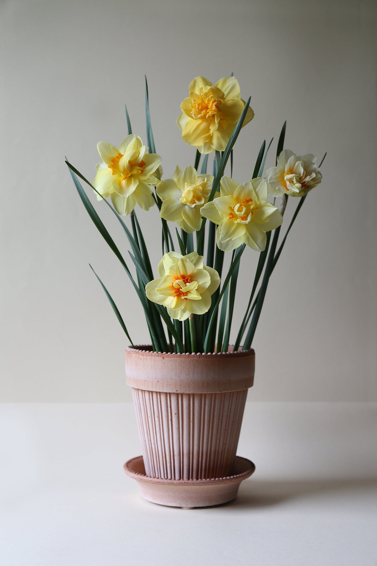 'Simona' Flower Pot & Saucer