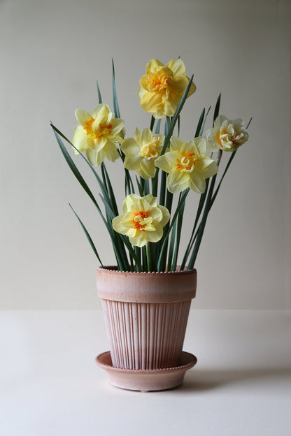 'Simona' Flower Pot & Saucer