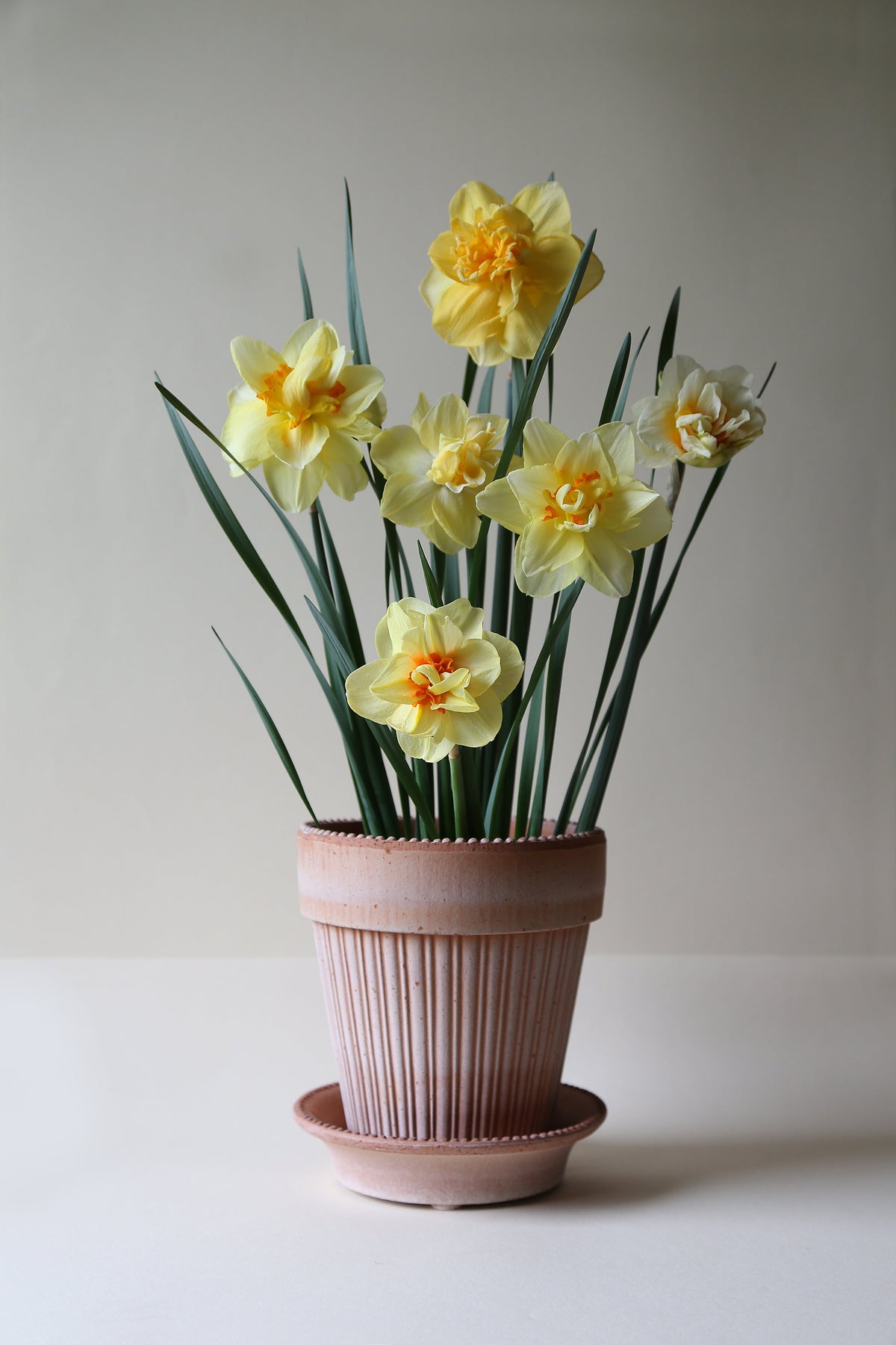'Simona' Flower Pot & Saucer