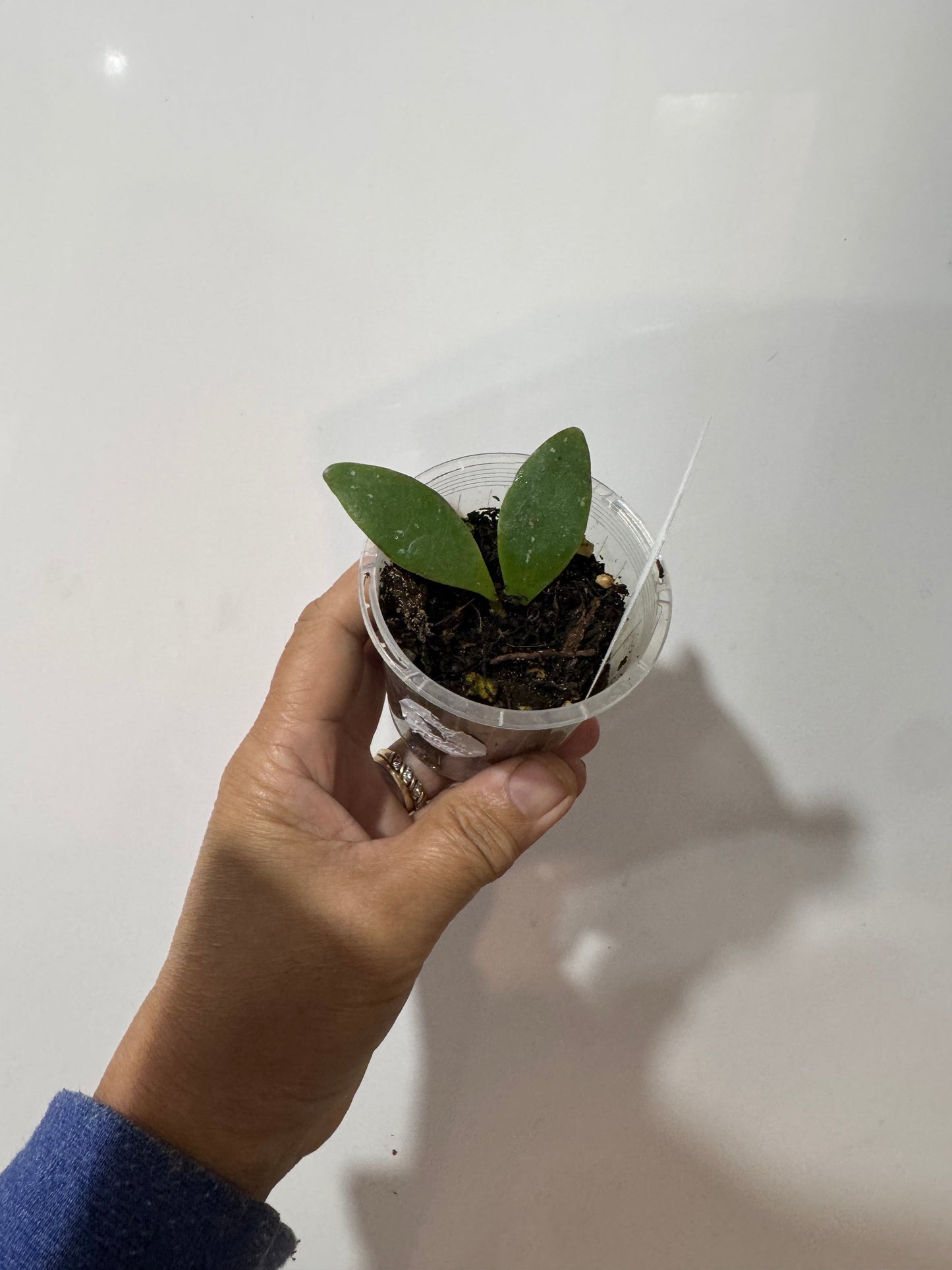 Hoya isabelchanae, Very rare