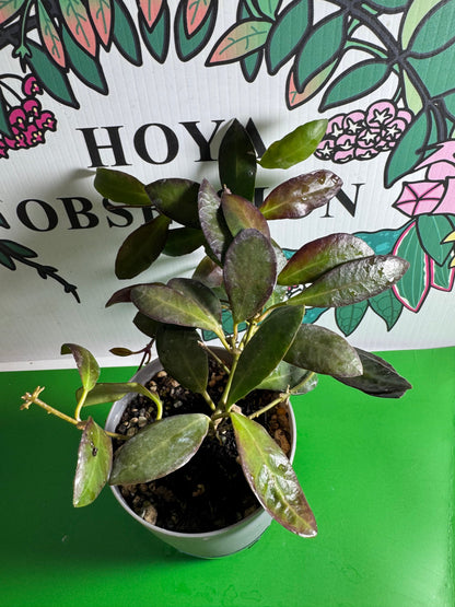 Hoya leticiae