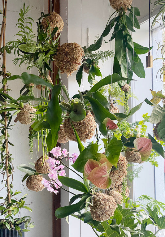 Kokedama Kits