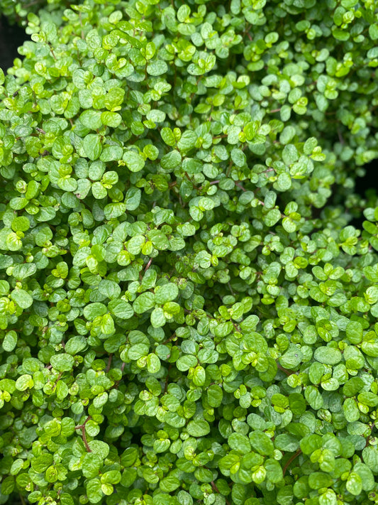 Soleirolia soleirolii (Babys Tears)