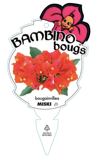 Bougainvillea Bambino™ 'Miski'