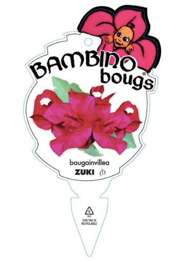 Bougainvillea Bambino™ 'Zulu'