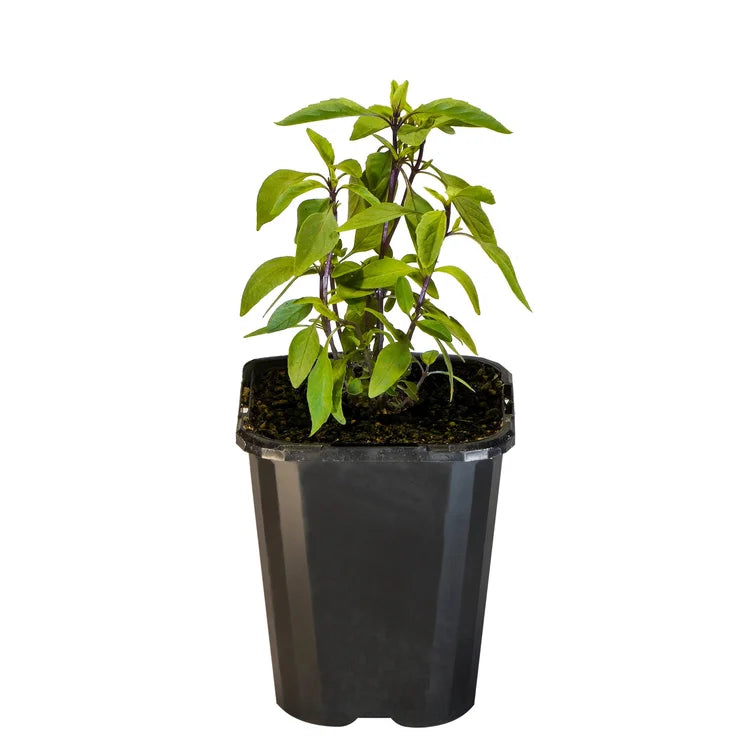Basil, Thai 10cm