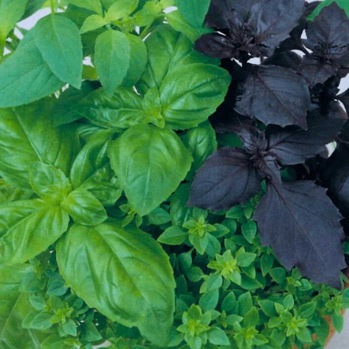 Basil 'Gourmet Blend' (500 seeds)
