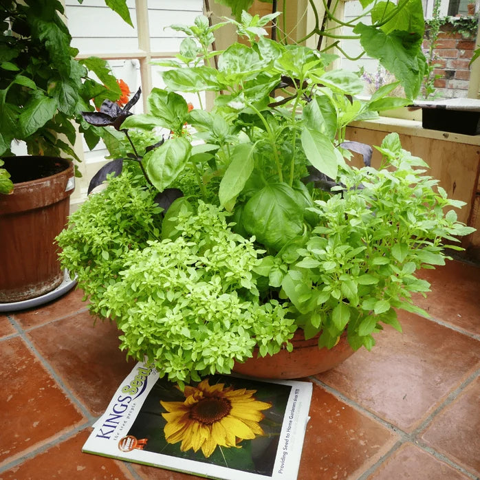 Basil 'Gourmet Blend' (500 seeds)