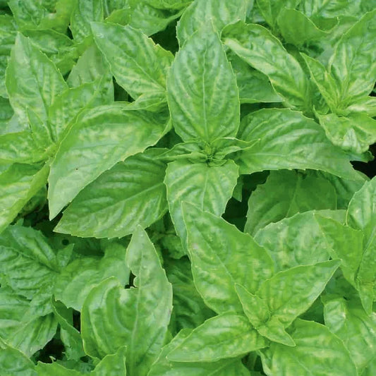 Basil 'Cinnamon' (500 seeds)