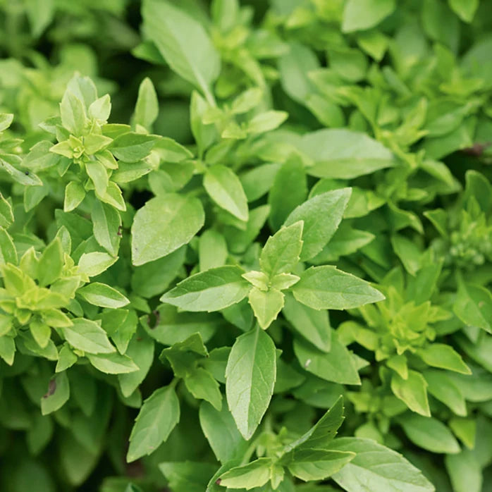 Basil 'Greek Mini' (500 seeds)