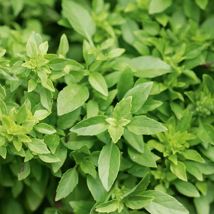 Basil 'Greek Mini' (500 seeds)