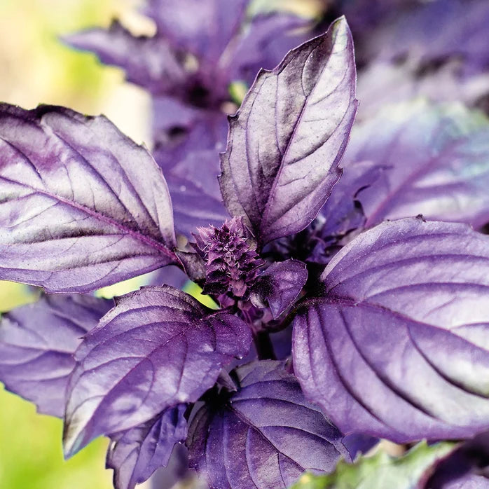Basil 'Red Rubin' (250 seeds)