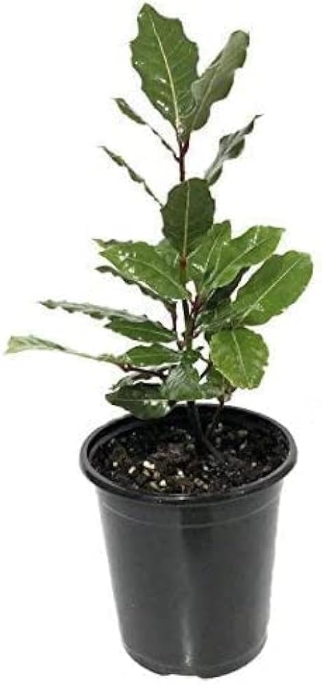 Bay Leaf, Laurel