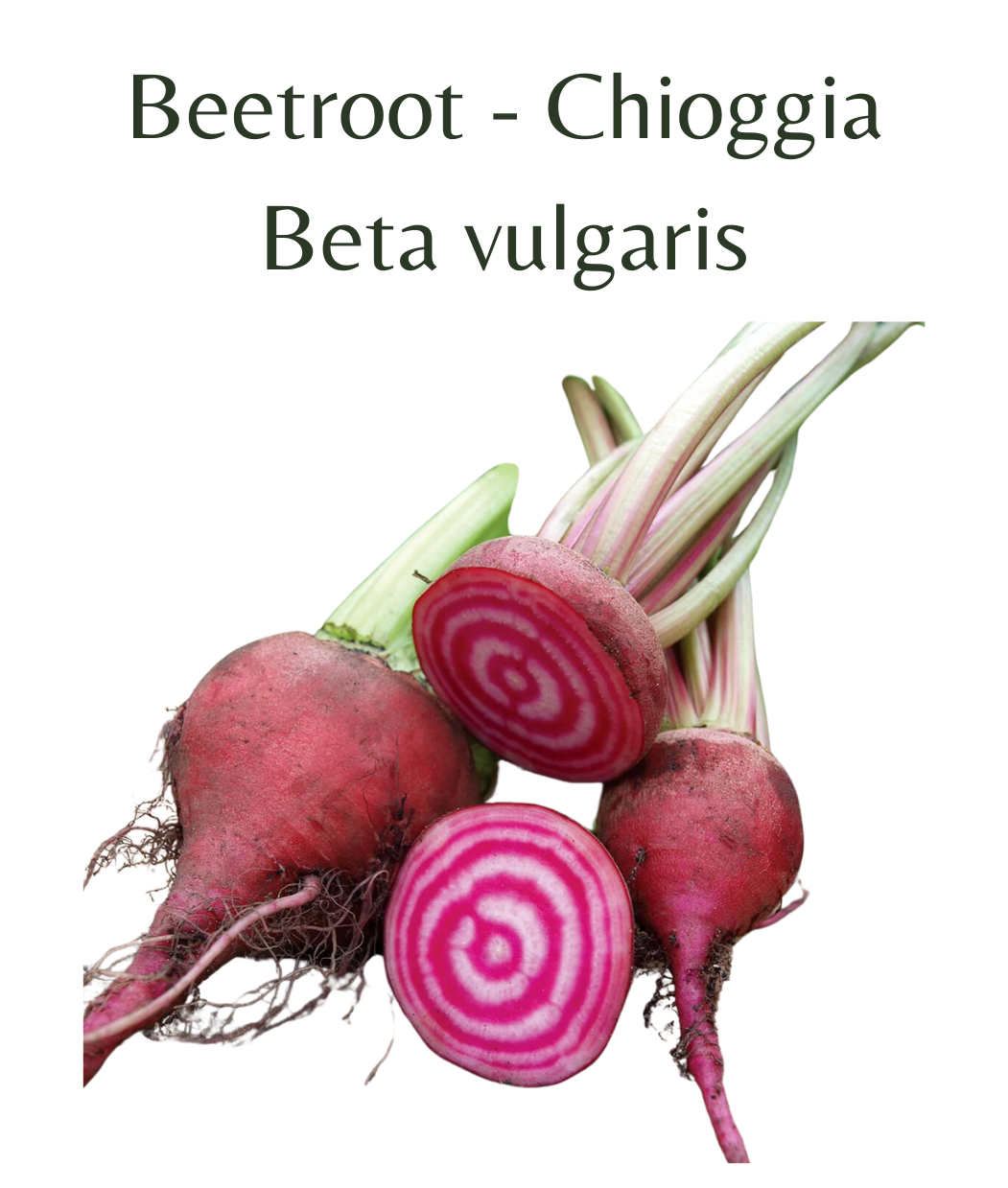 Beetroot_-_Chioggia_150_seeds