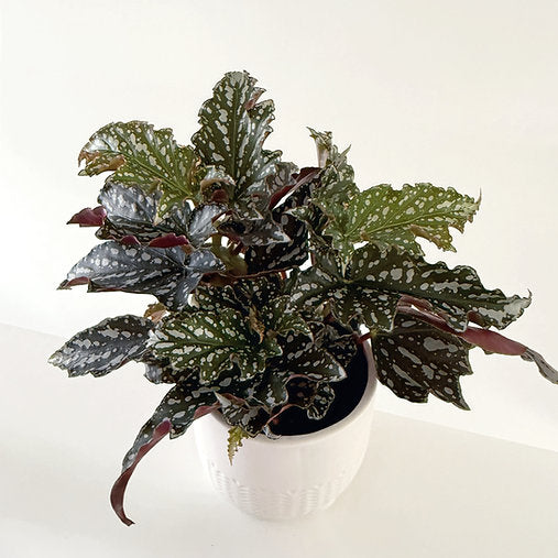 Begonia Bohemian Forest 12cm
