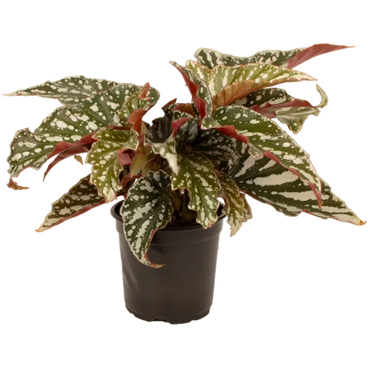 Begonia Bohemian Forest 12cm
