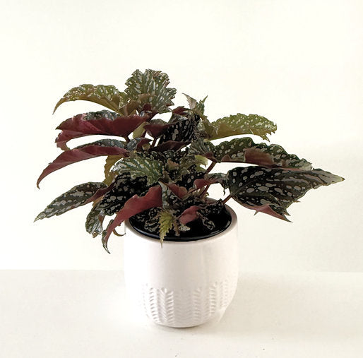 Begonia Bohemian Forest 12cm