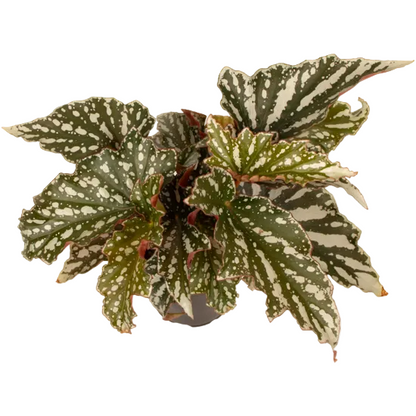 Begonia Bohemian Forest 12cm