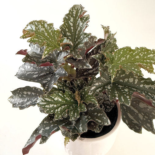 Begonia Bohemian Forest 12cm