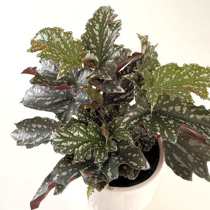 Begonia Bohemian Forest 12cm