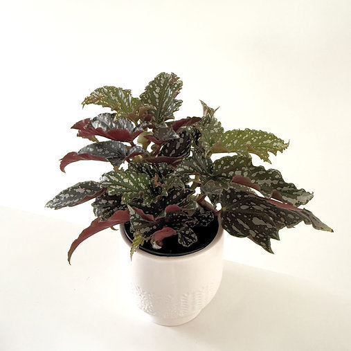 Begonia Bohemian Forest 12cm