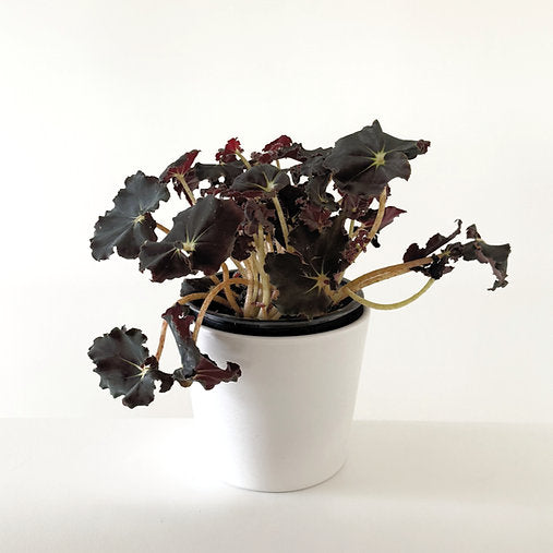 Begonia Rex 'Dark Mambo' 14cm