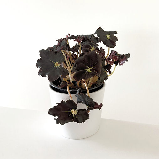 Begonia Rex 'Dark Mambo' 14cm