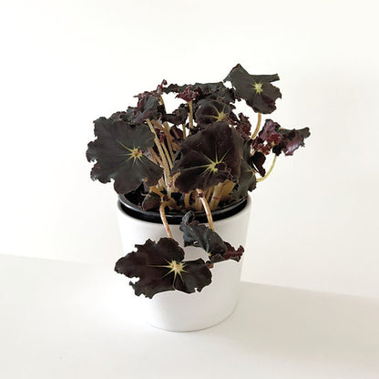 Begonia Rex 'Dark Mambo' 14cm