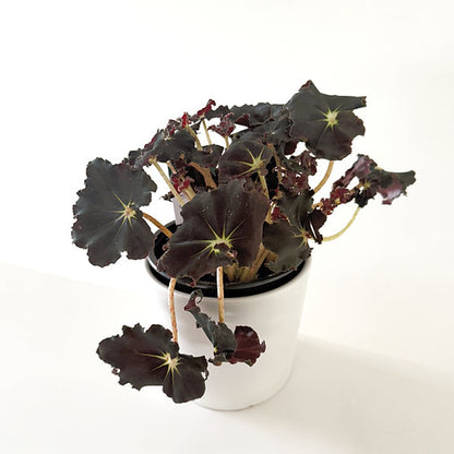Begonia Rex 'Dark Mambo' 14cm
