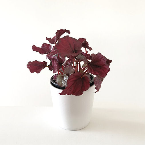 Begonia Rex 'Red Slippers' 14cm
