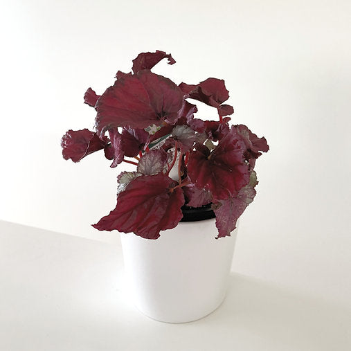 Begonia Rex 'Red Slippers' 14cm