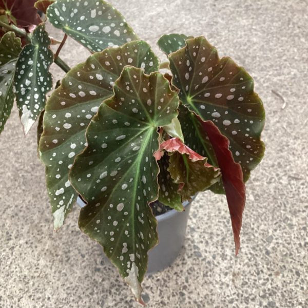 Begonia 'Angelica'