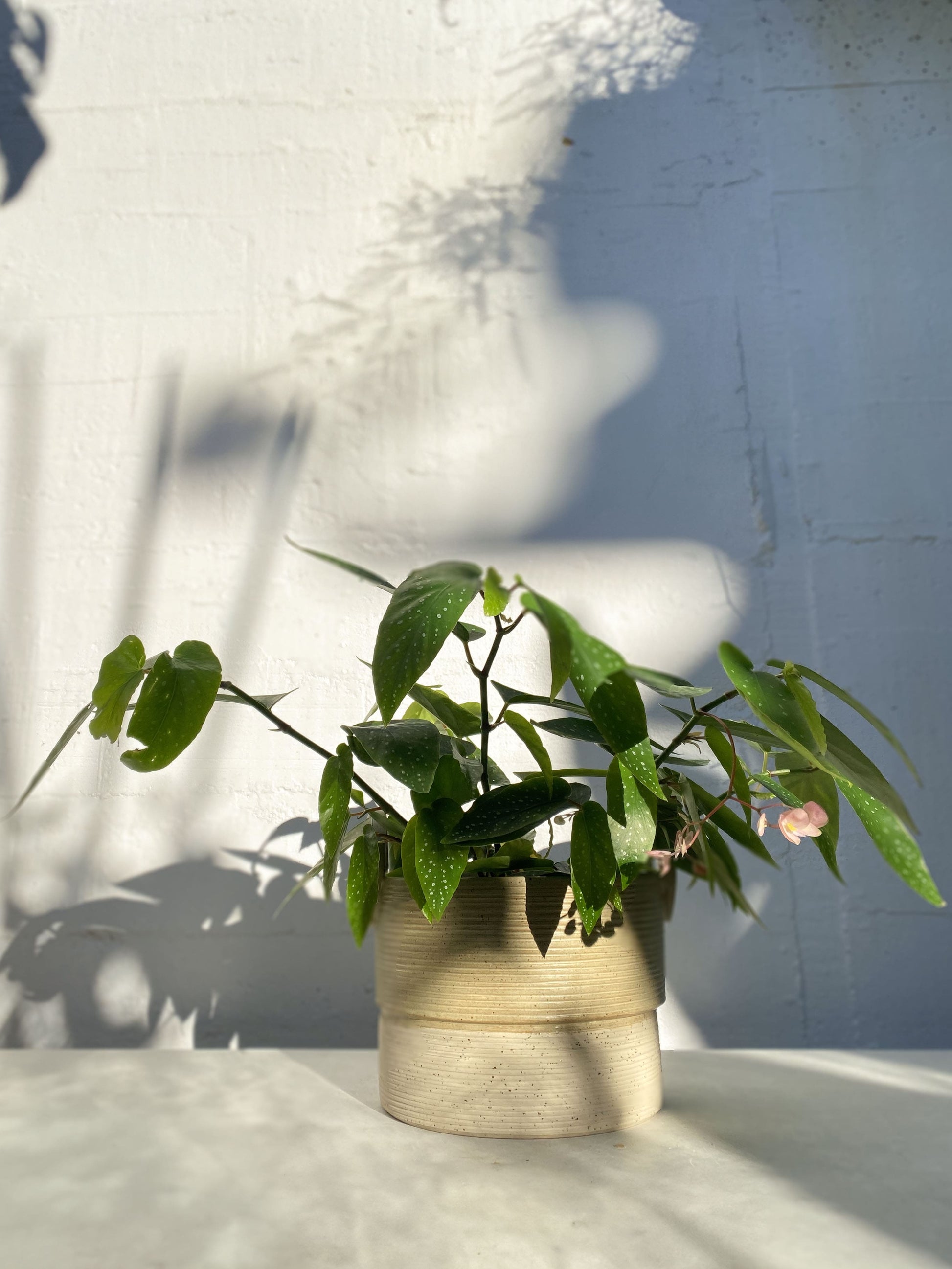 Close-up Begonia Plant