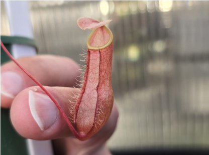 Nepenthes bellii