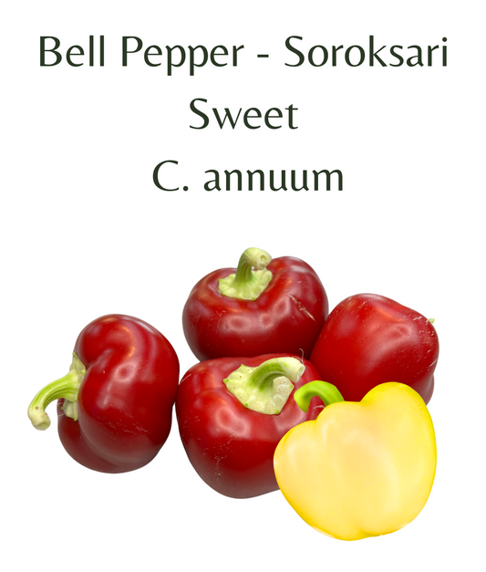 Bell_Pepper_-_Soroksari_Chilli_Seeds_10_seeds