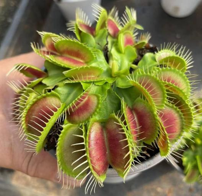 Dionaea muscipula 'Big Mouth' - Venus Fly Trap