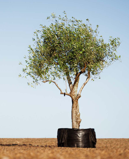 Big, Old Olive Tree 'Express' 400ltr