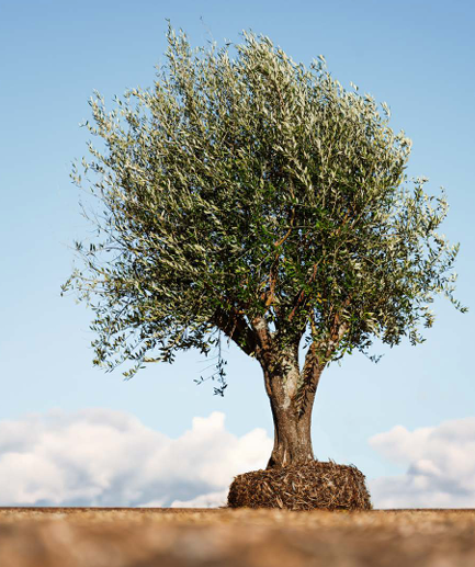 Big, Old Olive Tree 'XXL' 2000ltr