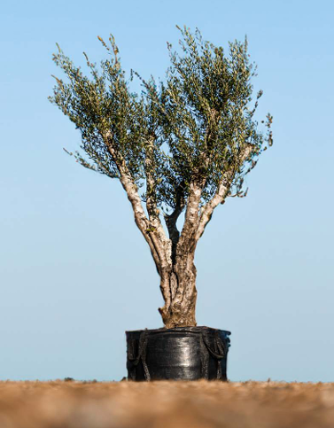 Big, Old Olive Tree 'Premium' 400ltr
