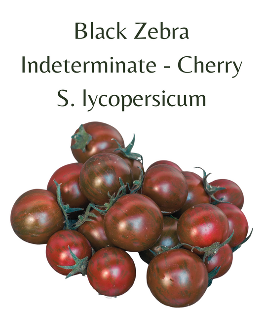 Black_Zebra_Cherry_Tomato_10_seeds